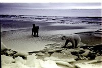  15465 Савин М. Первое знакомство (собака полярной станции Северный полюс 5 и белый медведь).jpg