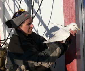 Мария Гаврило проводит орнитологические работы в экспедиции "Арктика-2007" : mg.jpg