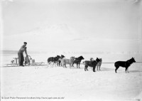 Dimitri, and dog team ready to start South. November 5th 1911 : 61972_600.jpg