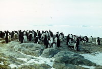  polarbee_molodezhnaya_1987_24.jpg