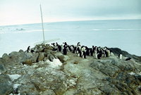  polarbee_molodezhnaya_1987_31.jpg