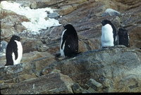  polarbee_molodezhnaya_1987_36.jpg