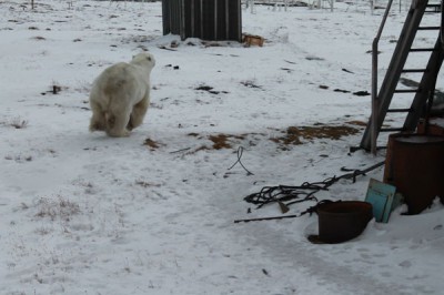 Валькаркай 2013 г. : 3.jpg