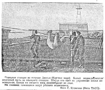  Советский Сахалин, 1941 № 086 (12, апрель) Диксон.Белый медведь.jpg
