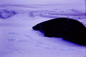  Details about  Kodachrome Transparency 35MM Slide South Pole Closeup of Seal at McMurdo 1970.jpg