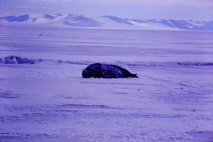  Details about  Kodachrome Transparency 35MM Slide South Pole Seal Laying on Snow McMurdo 1970.jpg