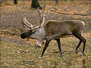  Rangifer tarandus Linnaeus, 1758 - Олень северный.gif