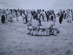  Мирный. Детский садик у Императорских пингвинов.jpg
