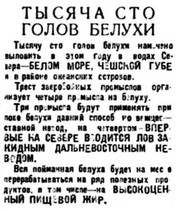  Правда Севера, 1934, № 082_09-04-1934 БЕЛУХА ДОБЫЧА.jpg