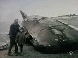 Кит выбросившийся на берег моря в районе д.Кия. Примерно в 1979 году. Видимо нарушение экоголии "человеком". : getImageCAEW8HUU.jpg