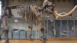  Paleoviktorina_4.jpg