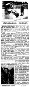  Власть труда 1934 № 228 (3 окт.) Заповедник соболя. СВАТОШ.jpg